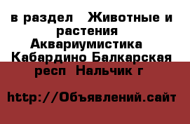  в раздел : Животные и растения » Аквариумистика . Кабардино-Балкарская респ.,Нальчик г.